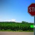 Značka STOP, kukurica, kukuričné pole